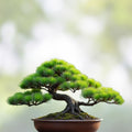 Sausage Tree Seeds 10 Pack Kigelia africana African Tree Seeds for Gardening and Landscaping