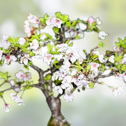 Japanese Cherry Blossom Bonsai Seeds - Prunus serrulata Pink Flowering Tree Seeds - Live Plant, Starter, Bare Root, Houseplant