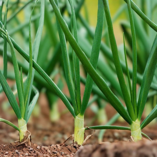 Onion Seeds Tokyo Long White Non-GMO Heirloom Allium Fistulosum Salad Plant 500+ Starter Seeds