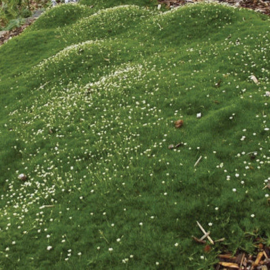 Irish Moss Seeds for Planting - Ground Cover, Green Blooms, Chondrus crispus, Marine Seaweed Seed, Fast Growing