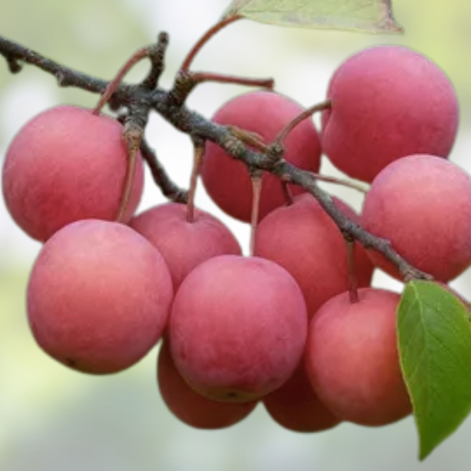 American Plum Fruit Tree Scion Cuttings 10 Pack Prunus Americana Grafting Rooting Bare Root Live Plant