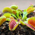 Venus Flytrap Plant - Rooted Division - 'Miss Pimbeche' - Dionaea muscipula - Carnivorous Houseplant - Easy to Grow
