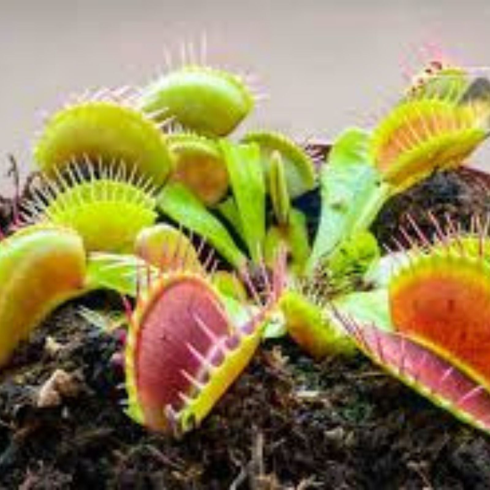 Venus Flytrap Plant - Rooted Division - 'Miss Pimbeche' - Dionaea muscipula - Carnivorous Houseplant - Easy to Grow