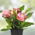 Crown of Thorns Succulent Plant Red Flowers Euphorbia Milii Indoor Drought Tolerant Easy Care Houseplant