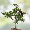 Texas Ebony Tree Seed Pods Halves Ebenopsis ebano for Bonsai Planting 30 Natural Seed Pods
