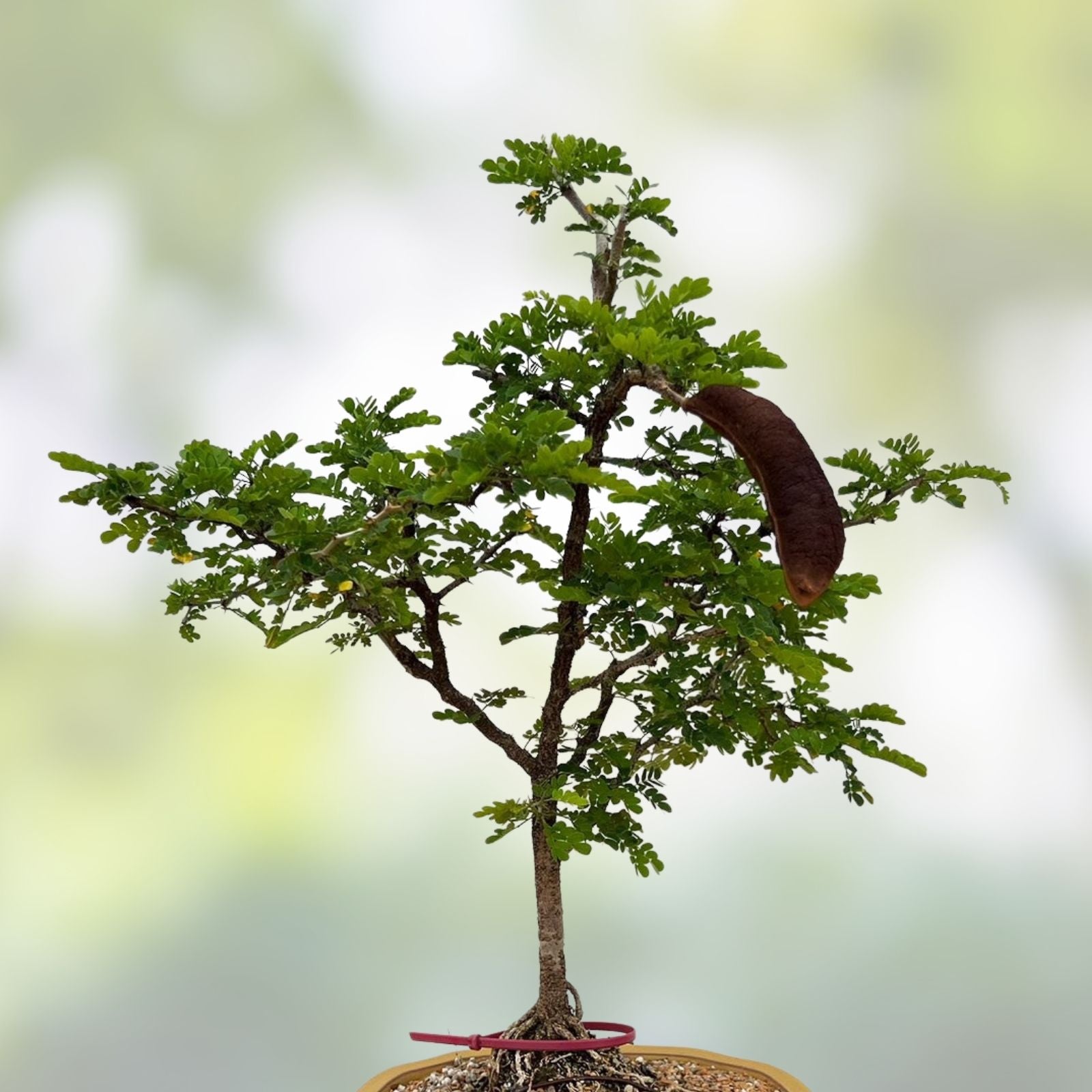 Texas Ebony Tree Seed Pods Halves Ebenopsis ebano for Bonsai Planting 30 Natural Seed Pods