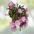 Epiphyllum Unrooted Cutting 8-10 Inches You're The One Variety Live Houseplant for Indoor Gardening Propagation