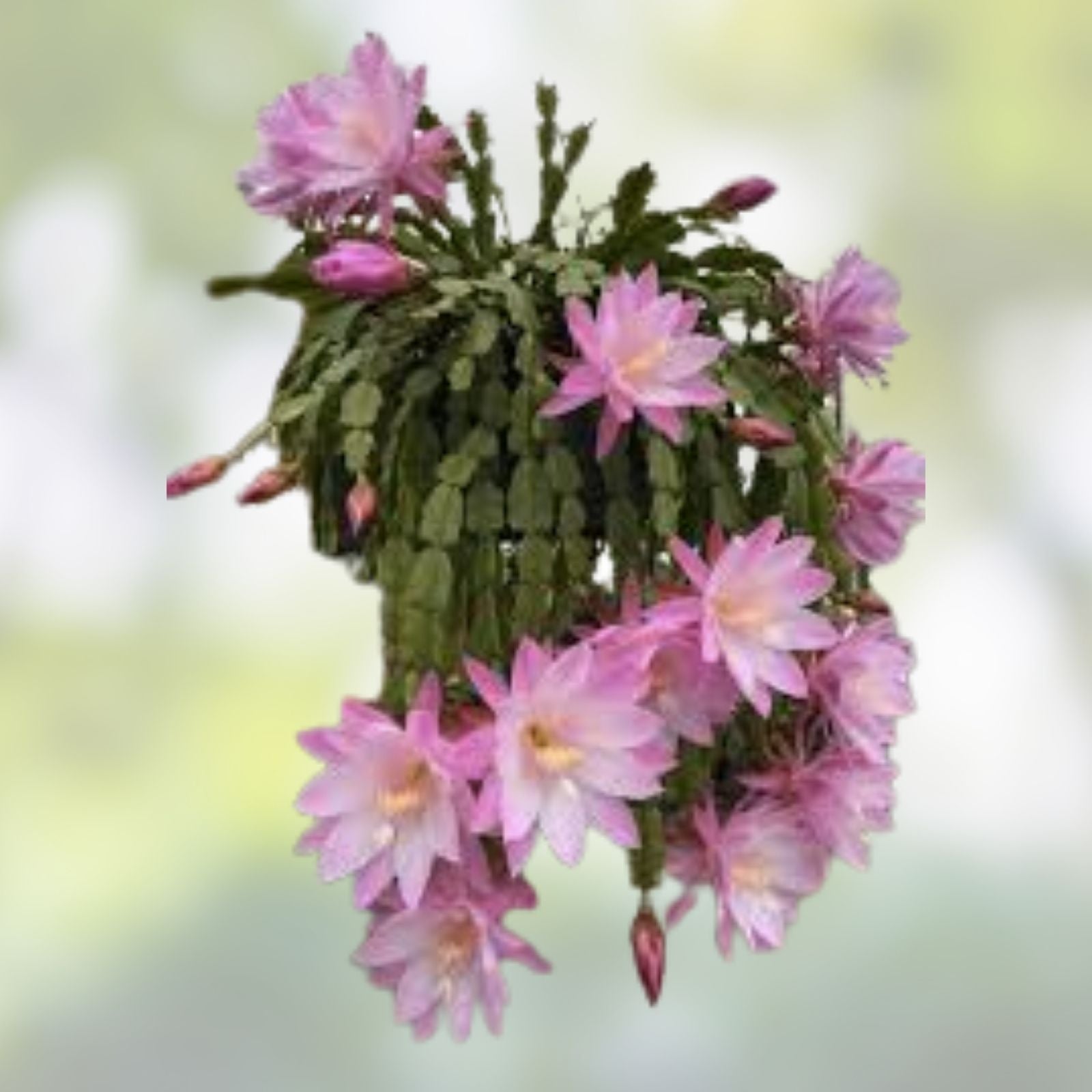 Epiphyllum Unrooted Cutting 8-10 Inches You're The One Variety Live Houseplant for Indoor Gardening Propagation