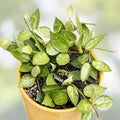 Hoya Krohniana Plants - 2" Pots, Multiple Rooted Cuttings, Wax Plant, Easy Care Houseplant, Hoya Krohniana