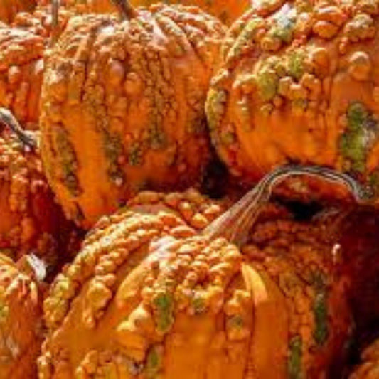 Goosebumps Pumpkin Seeds, Orange Warty Cucurbita pepo, 10 Live Plant Seeds, Halloween Decor, Garden Grow Kit