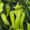 Spicy Hungarian Yellow Wax Pepper Seeds – Heirloom Non-GMO Capsicum annuum – Hot Pepper Seeds for Garden, Cooking, 20+ Seeds
