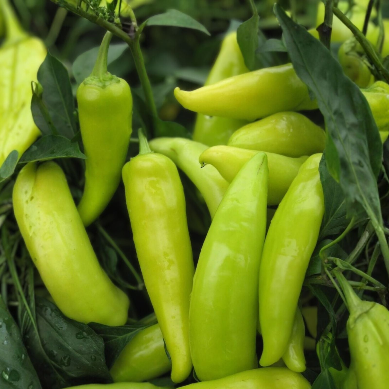 Spicy Hungarian Yellow Wax Pepper Seeds – Heirloom Non-GMO Capsicum annuum – Hot Pepper Seeds for Garden, Cooking, 20+ Seeds
