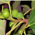Adriatic Fig Cuttings 4-6" | White Cup Fig | Ficus carica Planting Propagation Material | Fresh Stock
