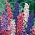 Giant Imperial Larkspur Seeds 100+ Pack | Delphinium ajacis Cut Flower Garden Plant | Live Seed Starter