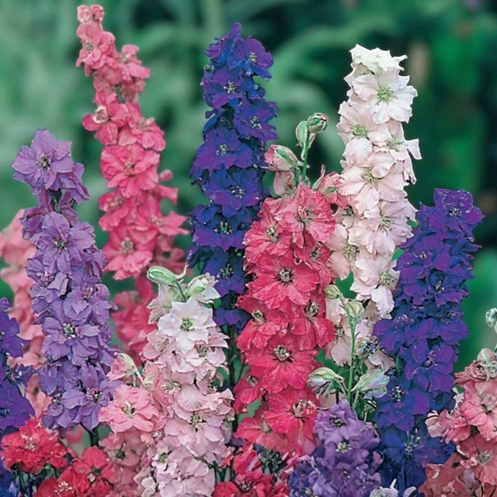Giant Imperial Larkspur Seeds 100+ Pack | Delphinium ajacis Cut Flower Garden Plant | Live Seed Starter