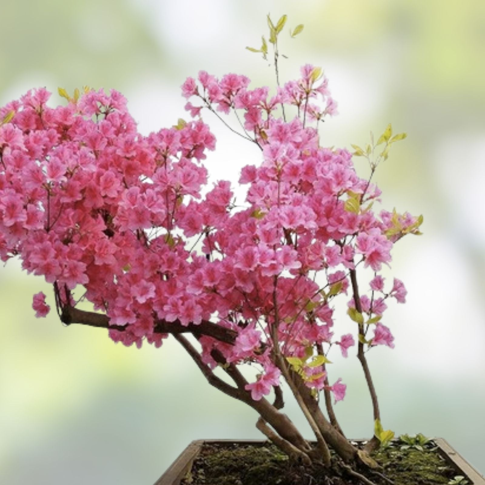Rhododendron Florence Parks Starter Plant Live Well-Rooted Garden Landscape Plant - Rare, Well-Rooted, Live Plant