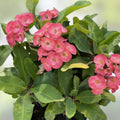 Thai Hybrid Crown of Thorns Cutting, Euphorbia milii Mandy, Live Succulent Plant, Indoor Garden, Houseplant, Starter Plant