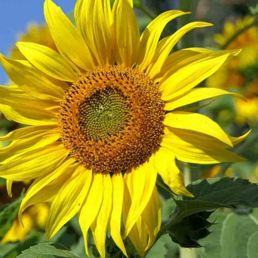 Mongolian Sunflower Seeds 10 Pack | Helianthus annuus Ornamental Garden Flower Seeds | Fast Growing Sunflower Seeds