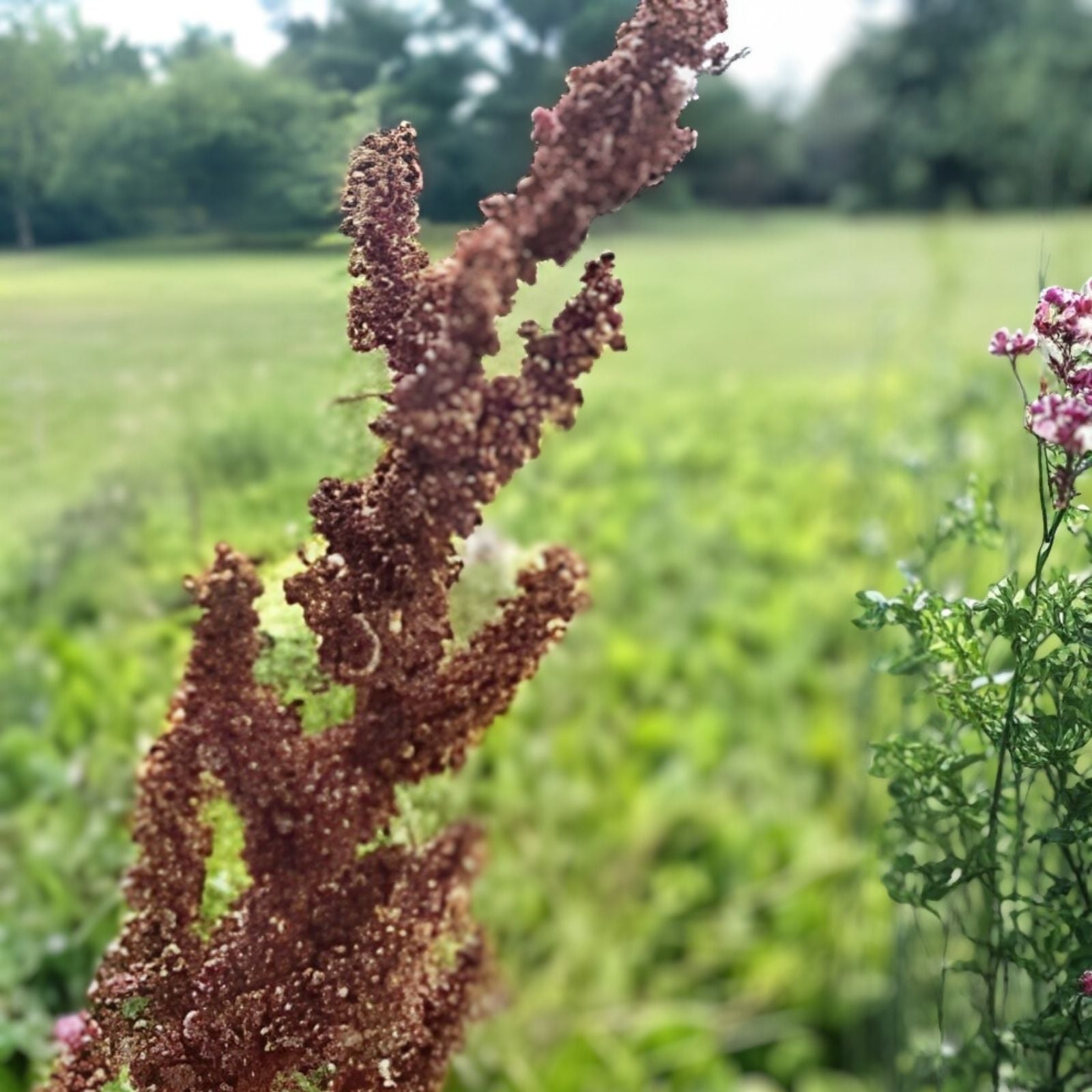 Cactusweed Seeds for Planting – 50 Organic Herb Garden Seeds – Rumex crispus Curly Dock Seeds – Easy to Grow Herb Seed Pack