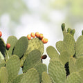 Live Purple Prickly Pear Cactus Plant Opuntia santa-rita Succulent Cutting Bare Root Starter Plant