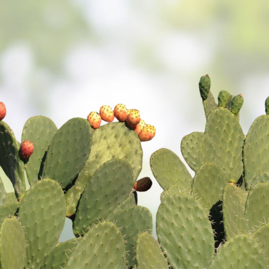 Live Purple Prickly Pear Cactus Plant Opuntia santa-rita Succulent Cutting Bare Root Starter Plant