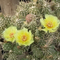 Cold Hardy Cactus Cuttings Opuntia Fragilis Spiny Cats Paw Succulent Clippings Bare Root Plant