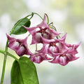 Hoya Kaimuki Indoor Houseplant Live Cutting Clusters of Flowers, Hoya carnosa var. Kaimuki, Active Growth