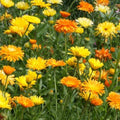 Calendula officinalis Seeds 500+ Pack Vivid Golden Blooms Flower Seeds for Garden Landscaping Pollinator Gardens