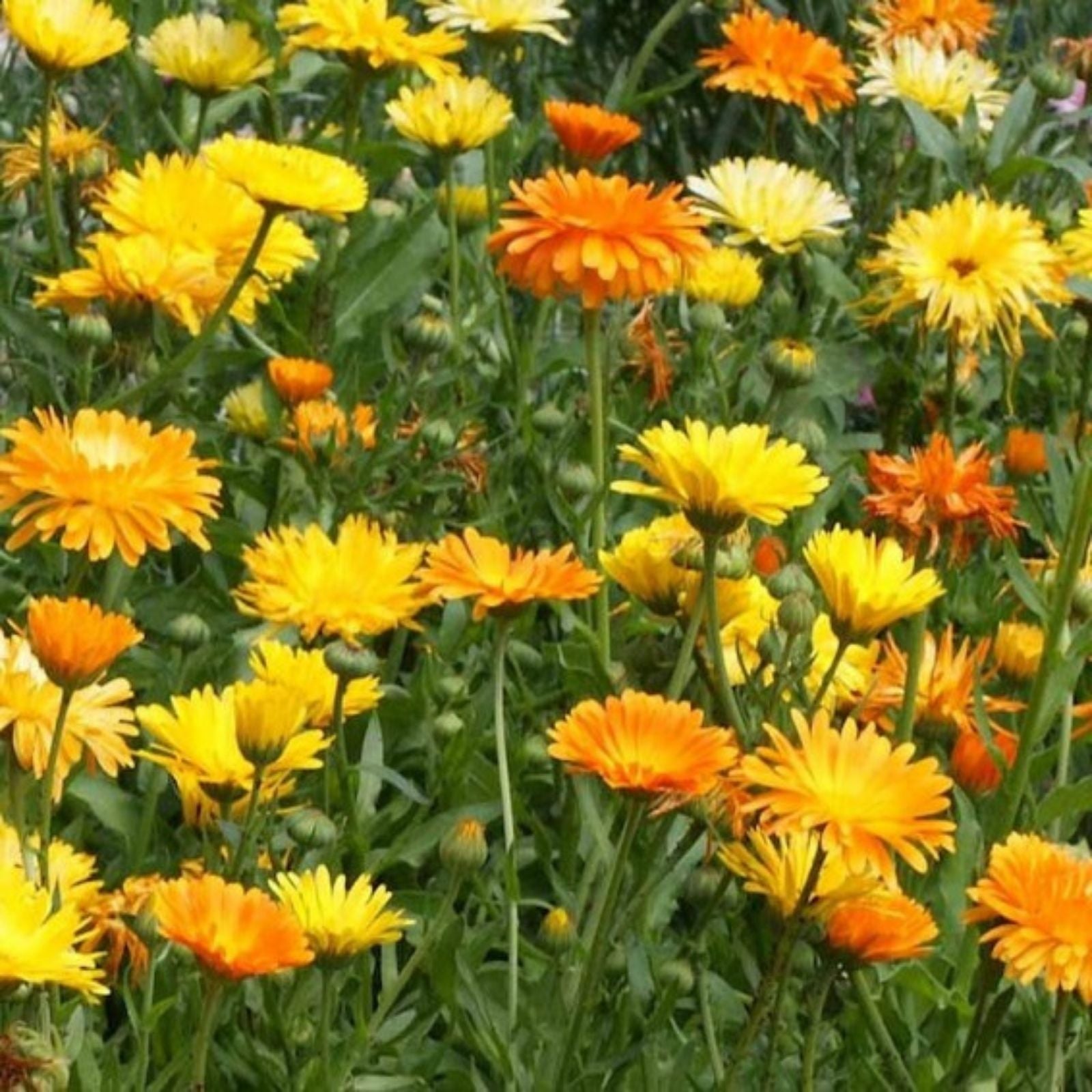 Calendula officinalis Seeds 500+ Pack Vivid Golden Blooms Flower Seeds for Garden Landscaping Pollinator Gardens