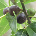 Black Madeira Fig Cutting Ficus carica Non-Rooted Edible Fruit Tree Starter Plant