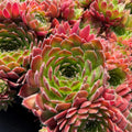 Rooted Sempervivum Hen & Chicks Succulent Starter Plants 10 Varieties 2" Pots Houseplant, Live Plant, Succulent Cutting