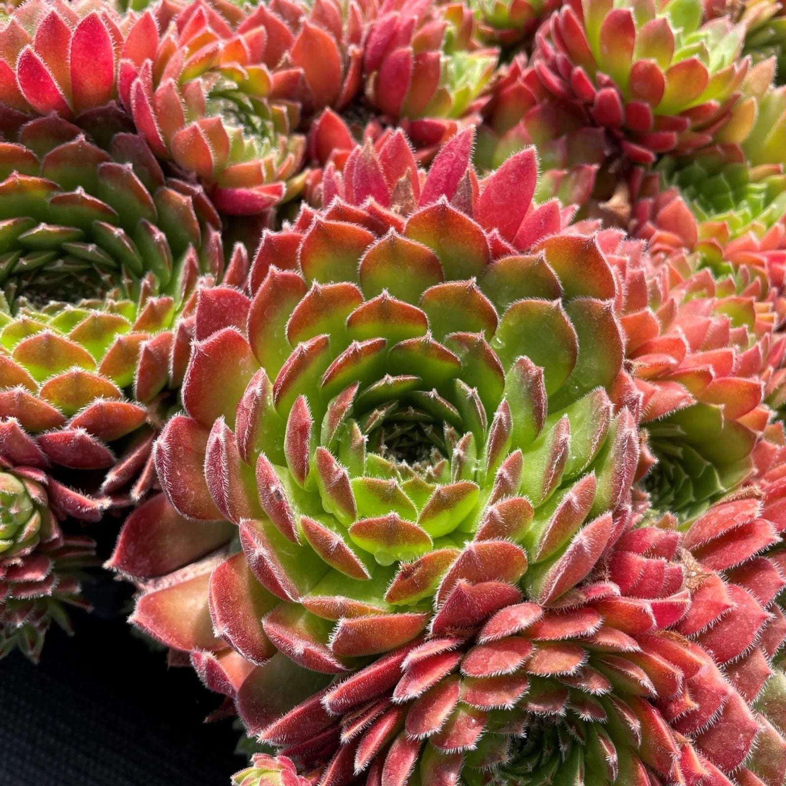 Rooted Sempervivum Hen & Chicks Succulent Starter Plants 10 Varieties 2" Pots Houseplant, Live Plant, Succulent Cutting