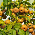 Chojuro Plant Cuttings Pyrus pyrifolia Golden Brown Fruit Starter Live Plant Bare Root Juicy Tree