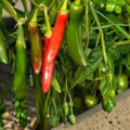 Serrano Pepper Seeds 100 Pack - Heirloom Non-GMO Capsicum annuum Hot Chili Seeds - Vegetable Garden Starter Plant