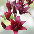 Asiatic Lily Bulb Lilium Landini Large Burgundy Red Flower Garden Planting Live Bulb