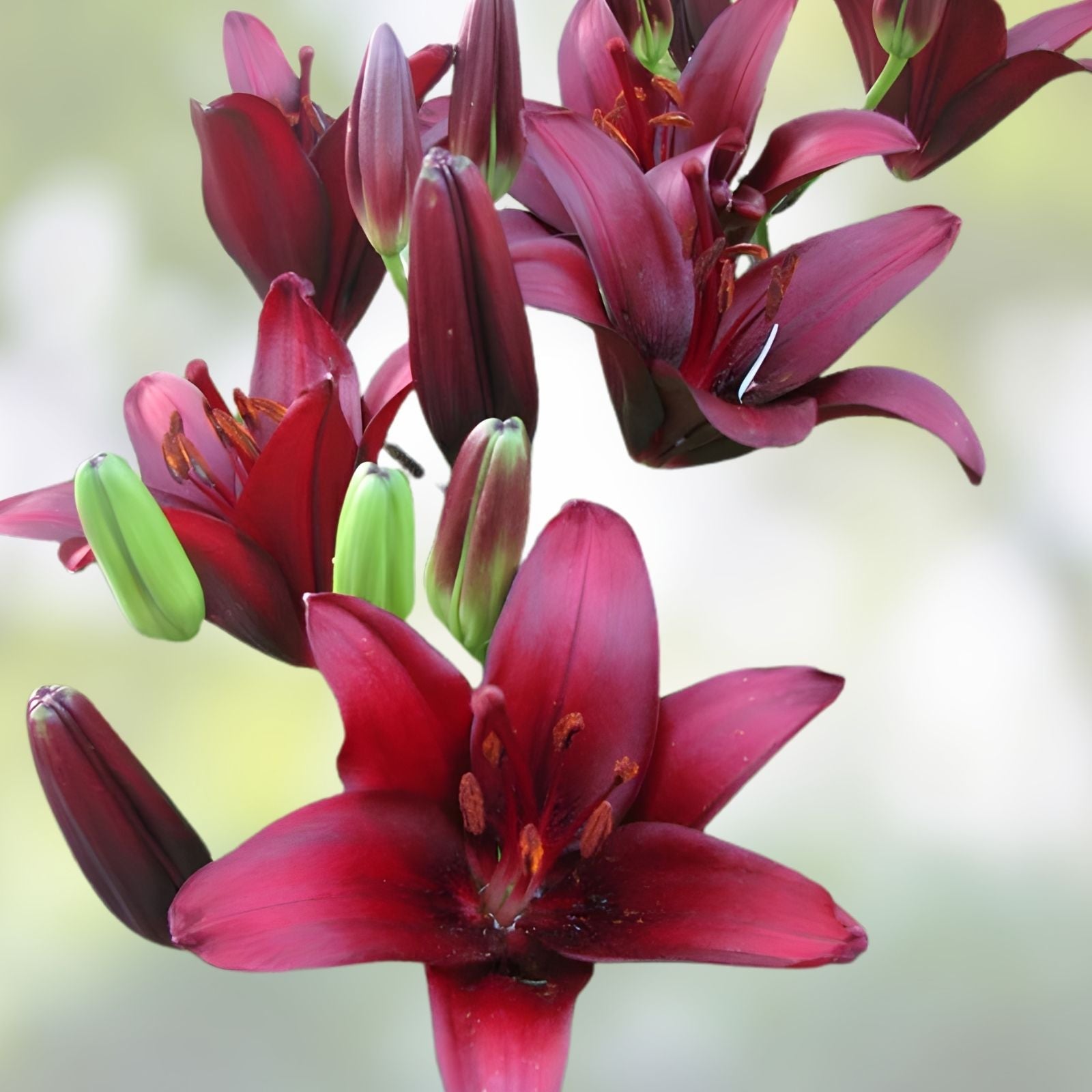 Asiatic Lily Bulb Lilium Landini Large Burgundy Red Flower Garden Planting Live Bulb