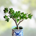 Live Crassula Ovata 'Gollum' Succulent Plant 2-4" Jade Houseplant for Home Decor Feng Shui Money Tree