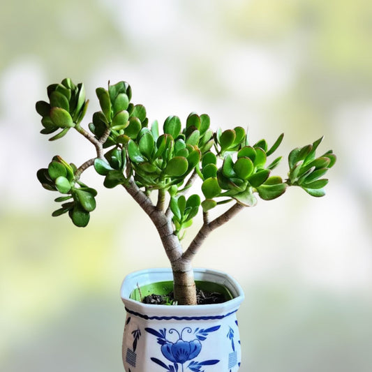 Live Crassula Ovata 'Gollum' Succulent Plant 2-4" Jade Houseplant for Home Decor Feng Shui Money Tree