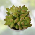 Sedum Adolphi Golden Glow Succulent Cutting 2-Inch Live Plant, Easy Care, Garden or Houseplant, Rare, Healthy