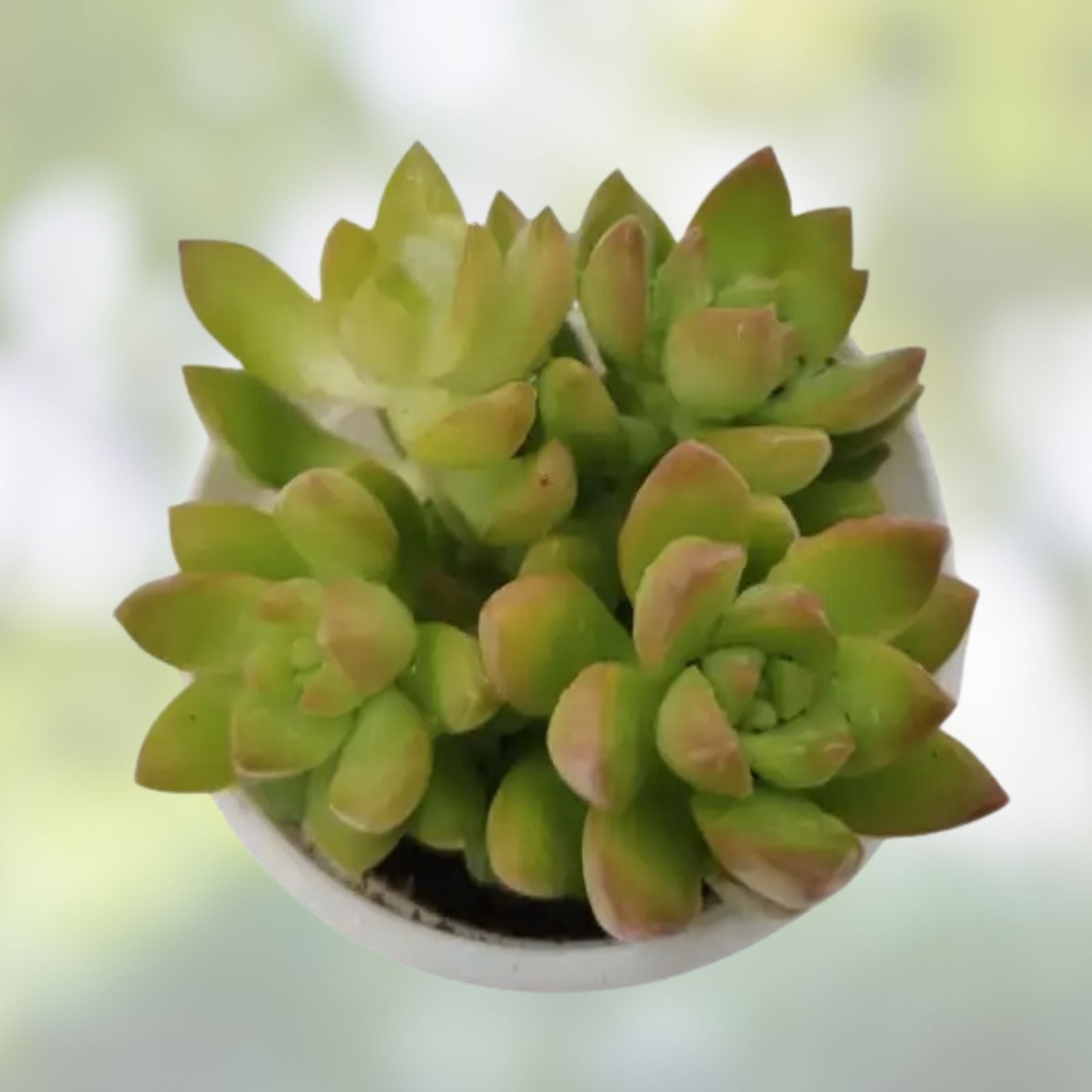 Sedum Adolphi Golden Glow Succulent Cutting 2-Inch Live Plant, Easy Care, Garden or Houseplant, Rare, Healthy