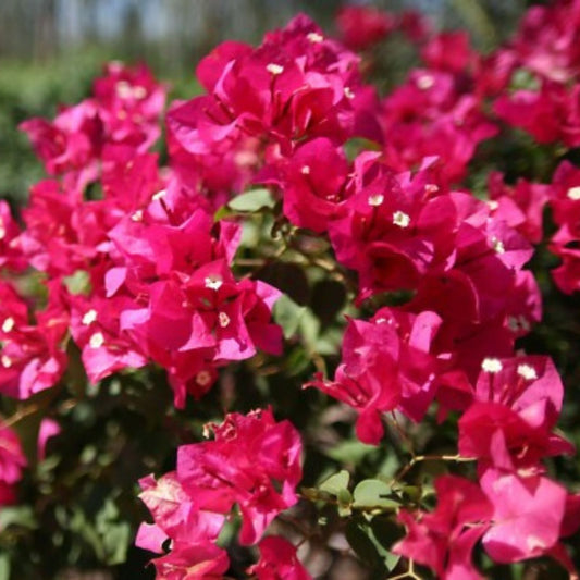 Hot Pink Bougainvillea Plant Live Shrub Vine 6-12 inches Tropical Garden Houseplant Cutting