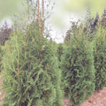 Thuja occidentalis Brandon Live Bare Root Tree Evergreen Starter Plant for Gardens Landscaping