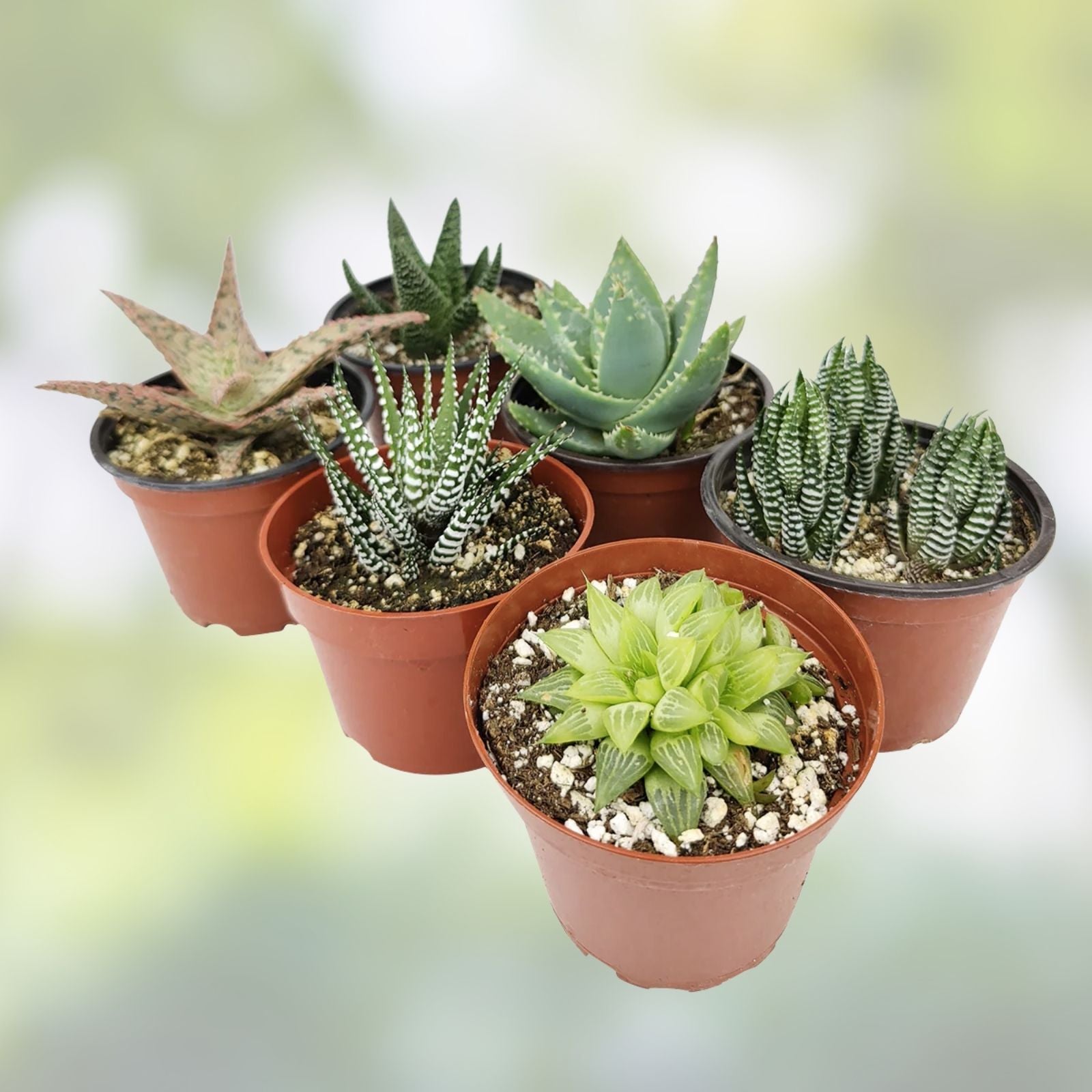 Assorted Succulent Cuttings 45 Pieces Indoor Garden Plants Crassula Aloe Echeveria Live Starter Plants