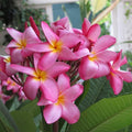 Pink Plumeria Cutting 10 Inch Rooted Plant Hawaiian Grown Frangipani Live Houseplant