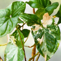 Syngonium Albo Cuttings | White Variegated Arrowhead Plant | Live Houseplant Clippings | Syngonium podophyllum | Fast Shipping