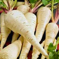 Parsnip Seeds 100 Count Heirloom Non-GMO Pastinaca sativa Vegetable Garden Starter Plants Cutting
