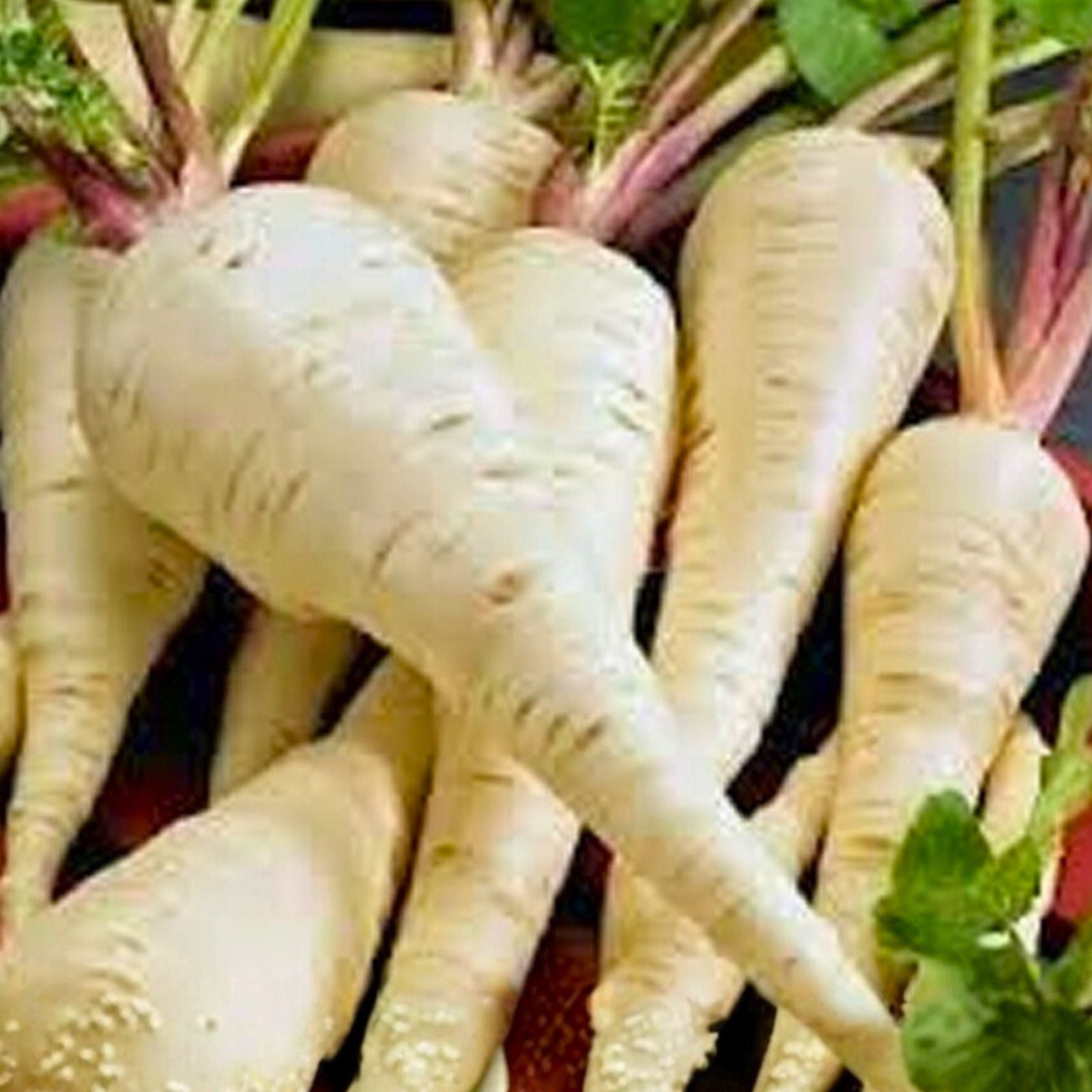 Parsnip Seeds 100 Count Heirloom Non-GMO Pastinaca sativa Vegetable Garden Starter Plants Cutting