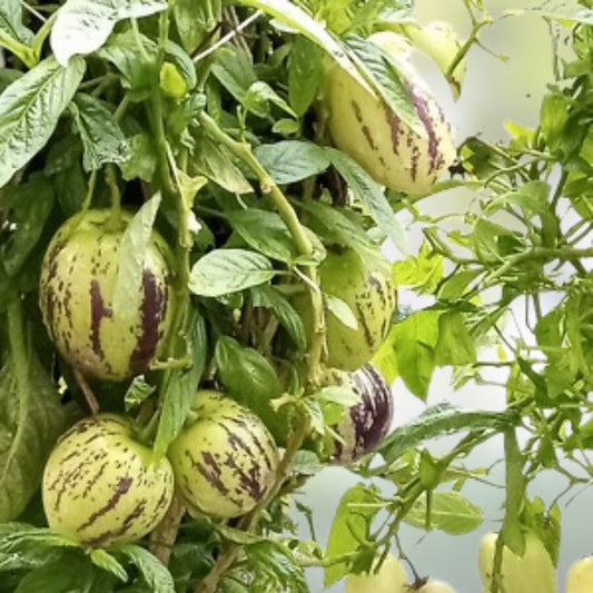 Organic Pepino Melon Plant Golden Sweet Ginseng Fruit Live Plant Solanum muricatum