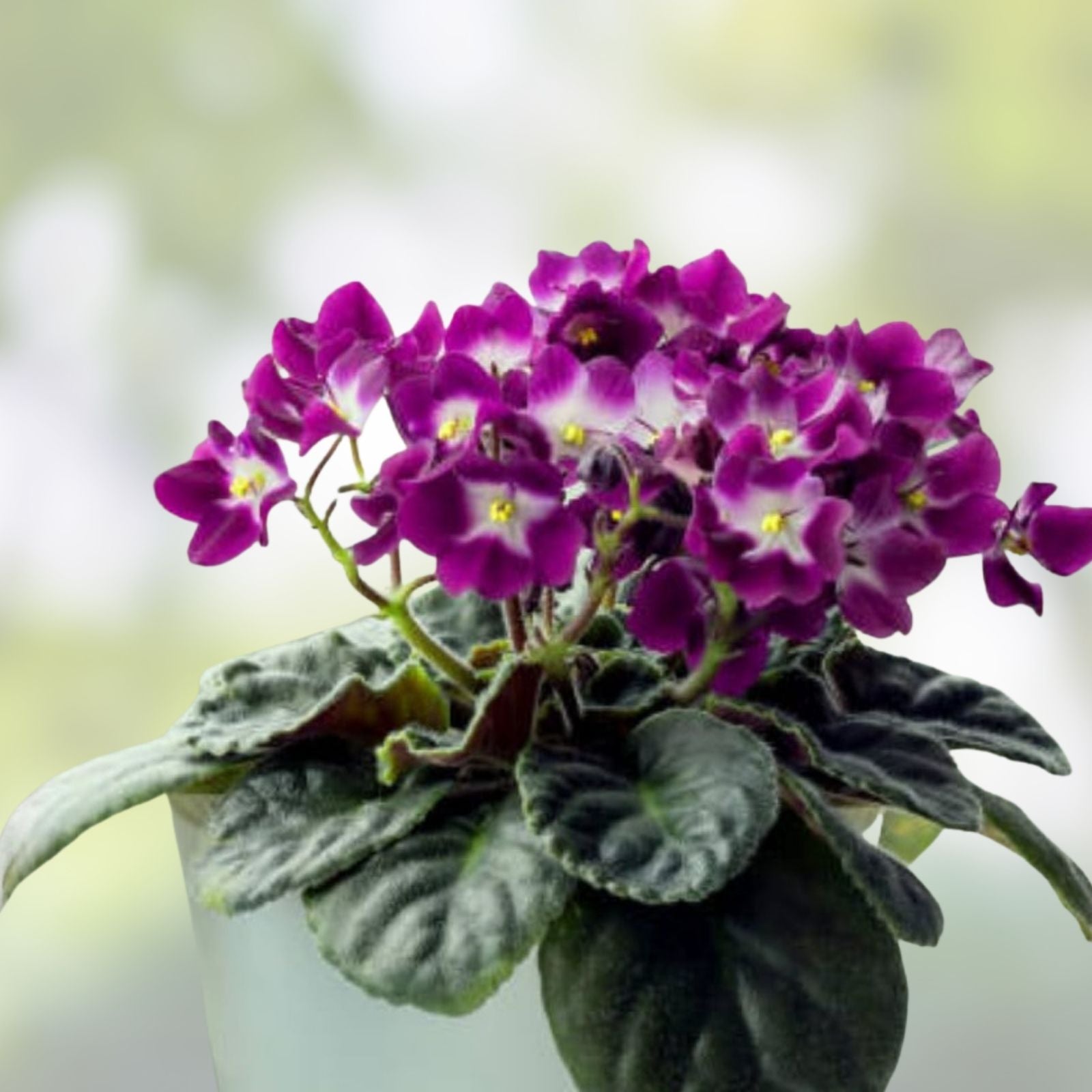 Black Africanis Plant 8-10" | Indoor Houseplant | African Violet Saintpaulia | Low Maintenance Greenery