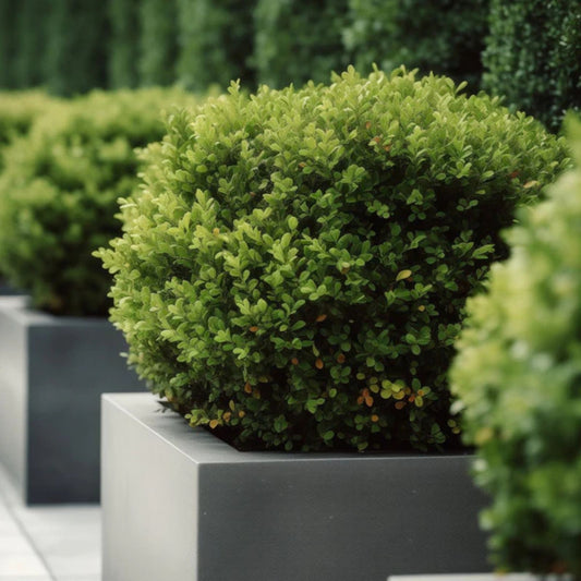 Japanese Boxwood Cuttings - Buxus microphylla Evergreen Live Plant Starter - Bare Root, Non-GMO Houseplant, Garden Shrub
